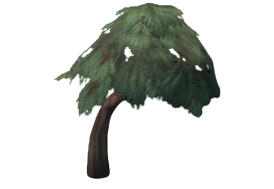 Juniper Tree (average)