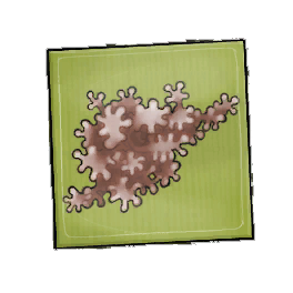Hardy Geckoplant Seed Packet