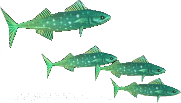 Whitespot Mackibut