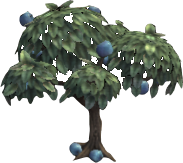 Myrtle Apple