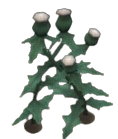 Creeping Thistle