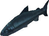 Joyful Salmon