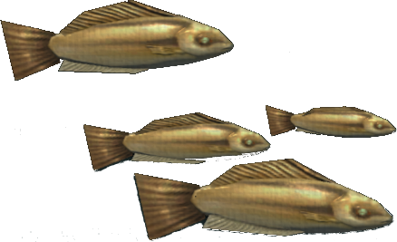 Goldsinny Wraddock