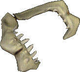 Durable Shark Jaw