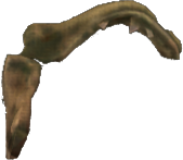 Damaged Shark Jaw