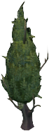 Cypress Tree (robust)