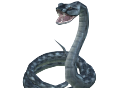Common Viper