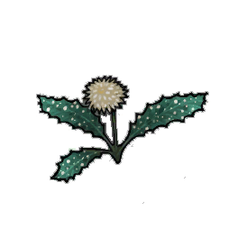 Speckleburst Dandelion