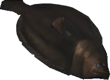 Black Flounder