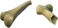 Striated Femur Shard