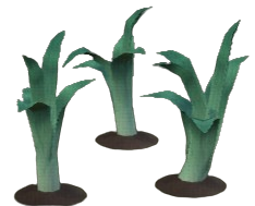 Pineshade Leek