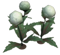 Pastel Globeplant
