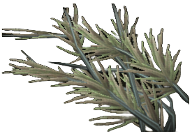 Reaching Pond Weed