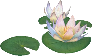 White Water Lily