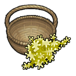 Saxe Geckoplant (activity)