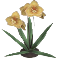 Mokara Orchid