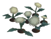 Rock Dandelion