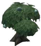 Sharp Tangfruit