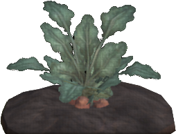 Galimeer Potato
