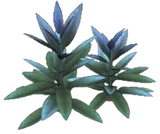Azure Blue Sage