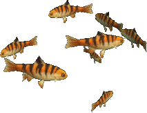 Tiger Trout