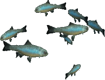 Steelhead Trout