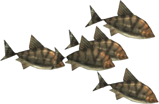 Leathery Bream