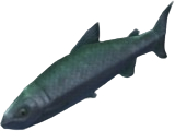 Spring Salmon