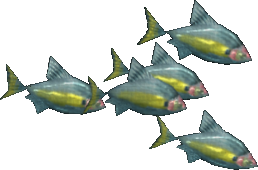 Gilt-Headed Bream