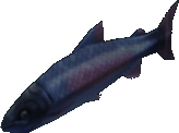 Flamboyant Salmon