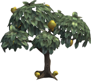 Golden Scrumptious Apple