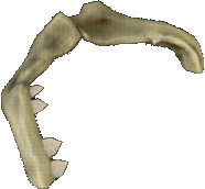 Brittle Shark Jaw