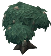 Firm Rind Bitterfruit