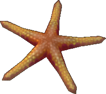 Firebrick Starfish