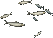 White Sardines