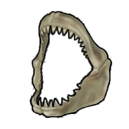 Intact Shark Jaw