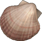 Scallop Shell