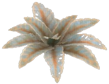 Burnished Dock Leaf