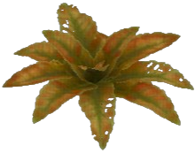 Thicket Dock Leaf