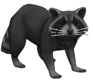 Freyeland Raccoon