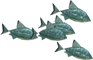 Surf Bream