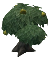 Yellow Tangfruit