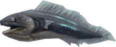 Gray Eel