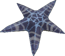 Wrinkled Starfish