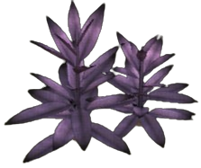 Woodland Sage