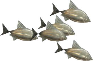 Cream Bream
