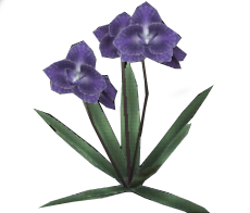 Purple Orchid