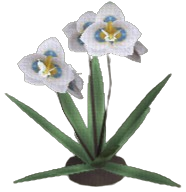 Butterfly Orchid