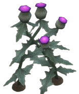 Paradox Thistle