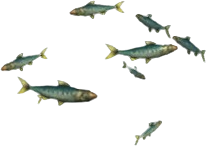 Oily Sardines